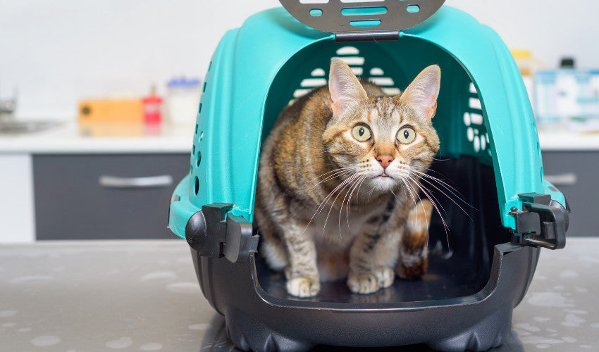 Safety First: Pet Disaster Preparedness Tips to Keep Your Furry Friend