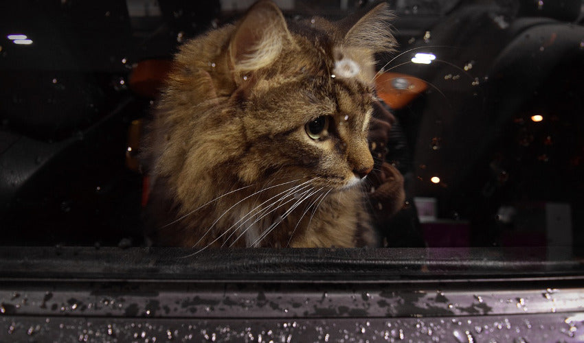 Road Trip for Cats