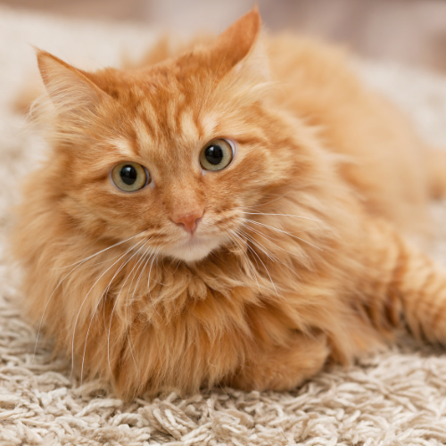 Cat only online boarding near me