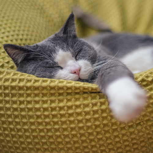 Grey and white cat sleeping on a greenish yellow chair.