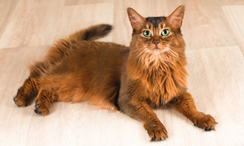 A fluffy brown cat with green eyes laying on a wood floor.