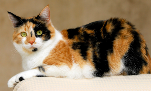 A calico cat laying on the arm of a chair.