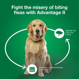 Advantage II Medium Dog Vet-Recommended Flea Treatment & Prevention